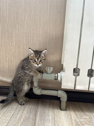 кот сфинкс: 1 месяц, Мальчик, Метис