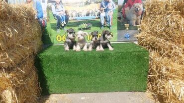 Psi: Patuljasti Snaucer biber so Stenci patuljastog snaucera traze nove — 9