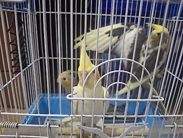 Quşlar: Nimfa (Cockatiel) papağanları – müxtəlif rəng mutasiyaları ilə - Növ — 1