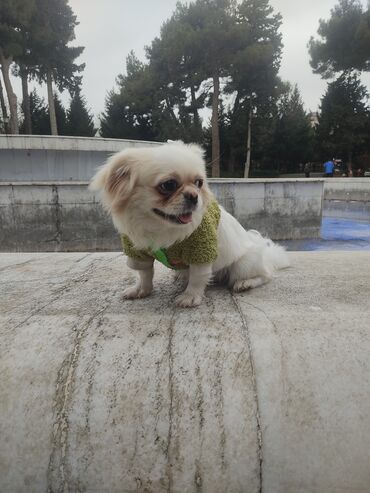 İtlər: Pekines, 9 ay, Dişi, Peyvəndli