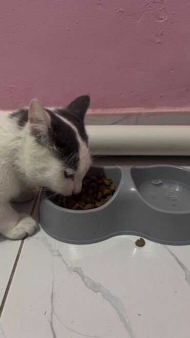 деревянные домики для кошек: Двойная миска для кошек/собак + лоток для туалета - Комплект