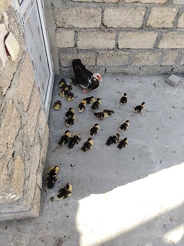 ətlik cucələr: Muscovy ördəyinin balaları (indo duck) – təbii ana altında çıxarılmış — 1