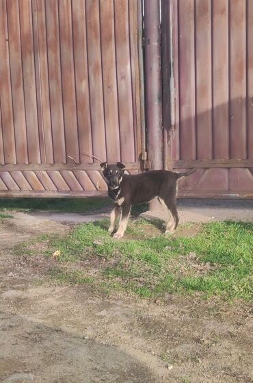 ит собака: Европейский овчарка 1,5 месяцев в Исык Куле город Каракол район