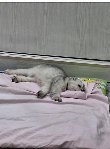 кошка куплю: Шотландская вислоухая кошка, окрас серебристый шиншилла. 1год - — 1
