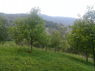 Torpaq sahələrinin satışı: 14 sot, Tikinti, Mülkiyyətçi, Kupça (Çıxarış) — 7