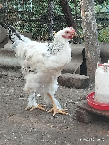 Продам с/х животных: Продаю | Куры | Брама | Для разведения — 2