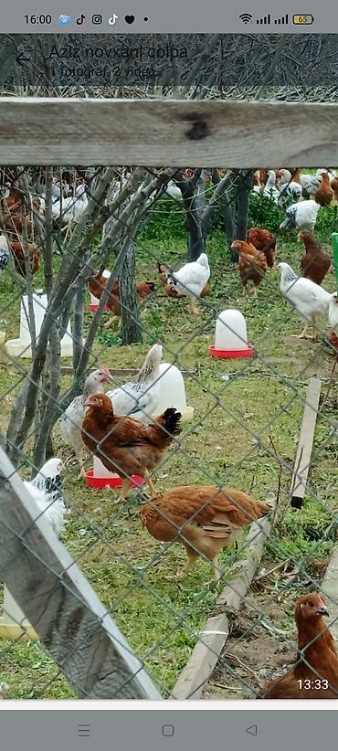 qaşqaldağ quşu: Tam saglam heyet colpalarl satlr cekileri 1_500 den 2_200 kimidi otla — 1
