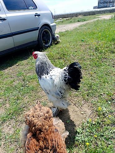 Digər quşlar: 3 dənə xoruzdu Heç 1 yaşları yoxdu 2 si təzə banlamağa başlayıb biri — 1