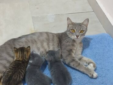 İtlər: Dişi, Yaxşı əllərə, Ünvandan götürmə