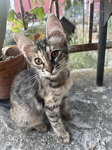 parafin dermani: Tabbi, Yaxşı əllərə — 1