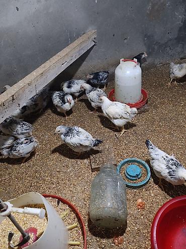 kirpi satisi: Təcili Satılır Serebris F6 colpaları 125 ədəd Colpa irili xırdalı 2 ay — 9