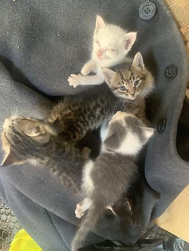 простые птички: Котята от домашней кошки - Помет из нескольких котят разной окраски — 1