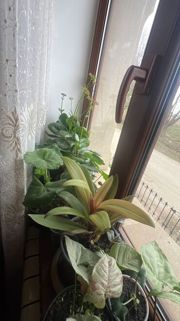 Otaq bitkiləri: Her nov guler var endirimnen verecem Gencedi istiyen yazsin satiş — 73