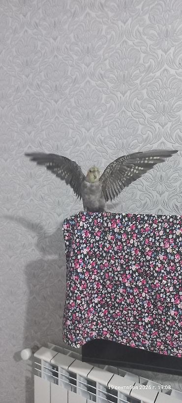 cex quşlar: Nimfa (Cockatiel) tutuquşu – boz-ağ rəng çaları, yanaqlarında narıncı — 4