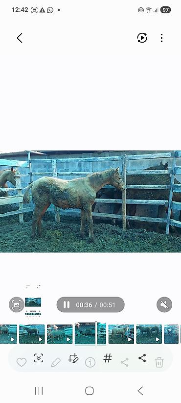 Лошади, кони: Продаю | Жеребенок | Дончак | Для разведения | Племенные — 21