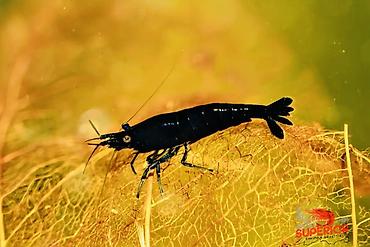 Akvarium aksesuar və ləvazimatları: Akvaryum üçün dekorativ krivetqa – rəngli Neocaridina növləri. 10 — 3