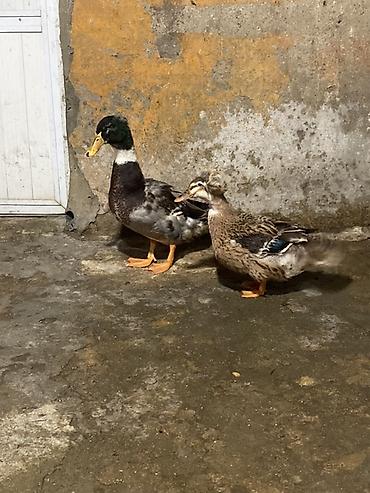 Ördəklər: Erkək, Ətlik, Ünvandan götürmə — 1
