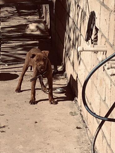 pitpul balası: Pitbul