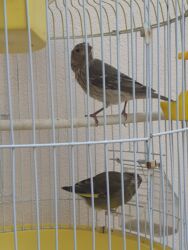 рынок животных в баку: Meşə bülbülü.Biri 5 AZN.Qəfəs 20 AZN.Ünvan:Bakı