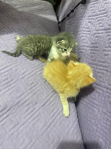 Продажа кошек: Котята-домашние малыши - Возраст: новорождённые, ещё молочного — 9