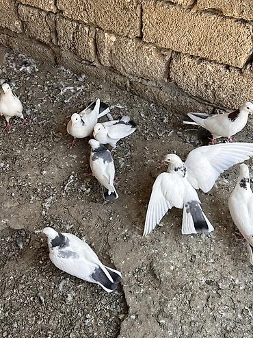 bulbul quşu: Qırğı/Qara quyruq rəng çaları olan ev göyərçinləri - Növ: ev — 5