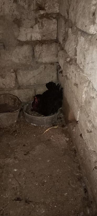 Toyuqlar: Toyuq, Damazlıq, Ödənişli çatdırılma — 2