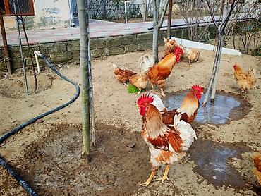 avstrolop yumurtasi: Toyuq, Yumurtalıq, Ünvandan götürmə — 7