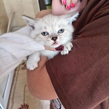 Pişiklər: Britan — 8