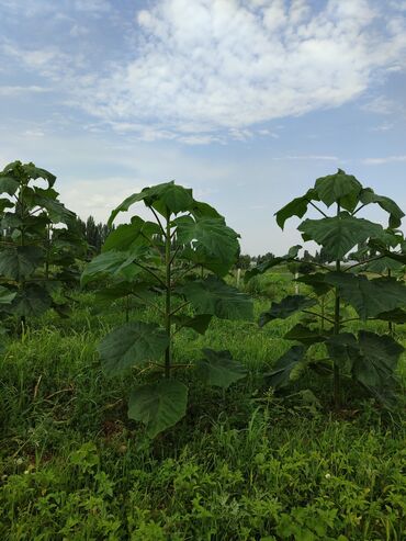 Декоративные деревья: Саженцы деревьев: Павловнии, Платная доставка at lalafo.kg — 3 Декоративные деревья: Саженцы деревьев: Павловнии, Платная доставка — 3