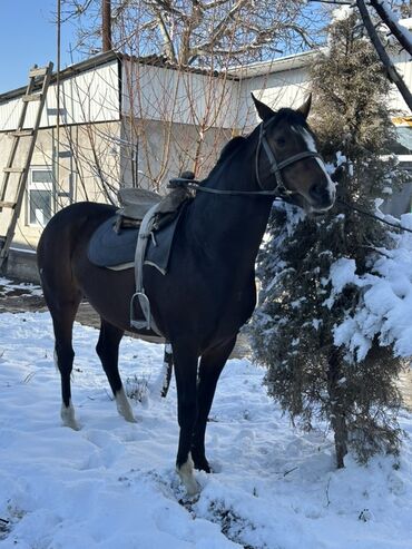Лошади, кони: Продаю | Конь (самец) | Рабочий — 1