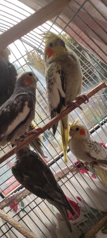 Tutuquşları: Nimfa (cockatiel) tutuquşuları – müxtəlif rəng mutasiyaları ilə - — 4