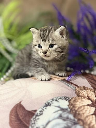 Продажа кошек: ❗️❗️❗️❗️Шотландские котята с вислоухими ушками (Scottish Fold) и с — 13