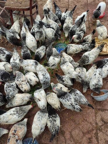 Toyuqlar: Toyuq, Adler, Ətlik — 4