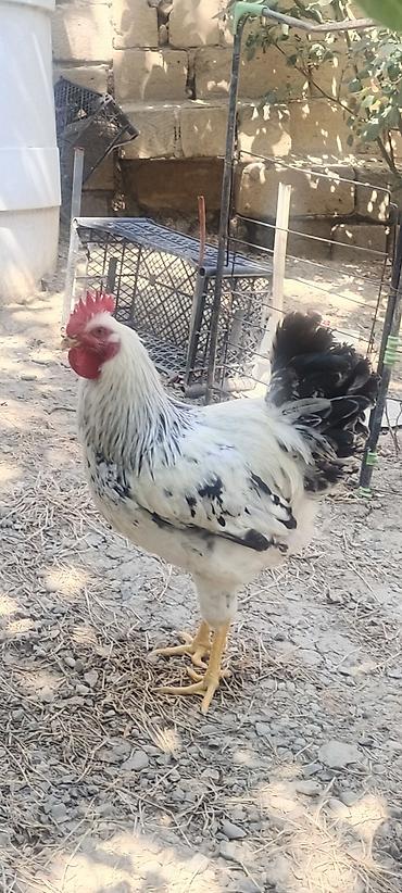 Kənd təsərrüfatı quşları: Xoruz, il: <1, Ünvandan götürmə — 3