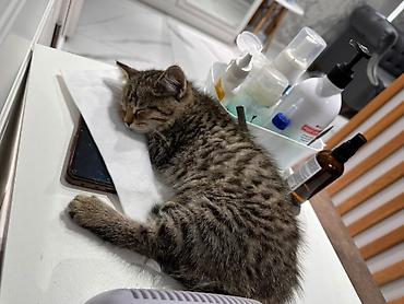 котенок рэгдолл купить: 🐾 Ищем добрый и любящий дом для маленькой красавицы! 🐾 Нашли чудесную — 2