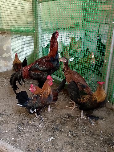 Куры: Salam şəkildəki heyvanlar hamısı xoruzu 5 ədəd Yaponka 
2 ədəd Heyratı — 3