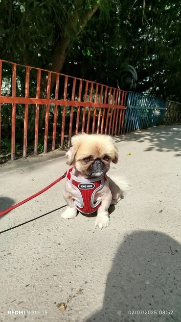 en cox sud veren inekler: Pekines, 3 il, Erkek, Ünvandan götürmə