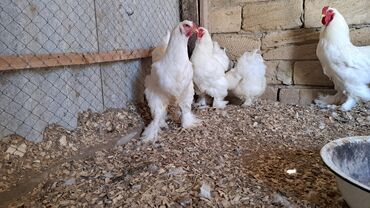 toyuq cucesi: Toyuq, Brama, Damazlıq