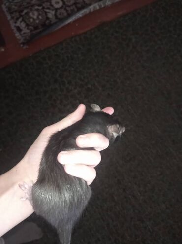 Крысы: Предлагаются к продаже очаровательные маленькие крысята различных — 8