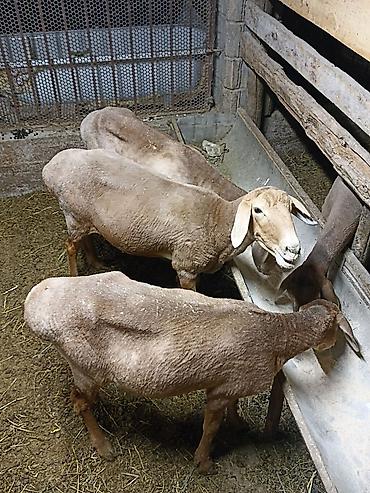 овцы: Продаю | Овца (самка) | На забой — 1