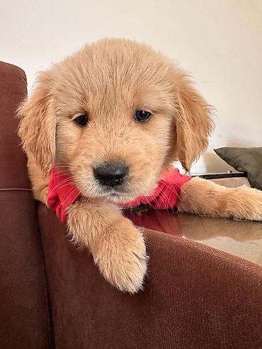 İtlər: Labrador-retriver, 1 ay, Erkek — 3