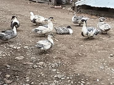 голуби животные: Утки породы (домашние, мясо‑яичного направления), разноокрашенные — 3