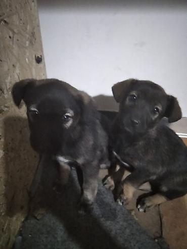 Собака даром: Дворняжка, 2 месяца, Самка at lalafo.kg Собака даром: Дворняжка, 2 месяца, Самка