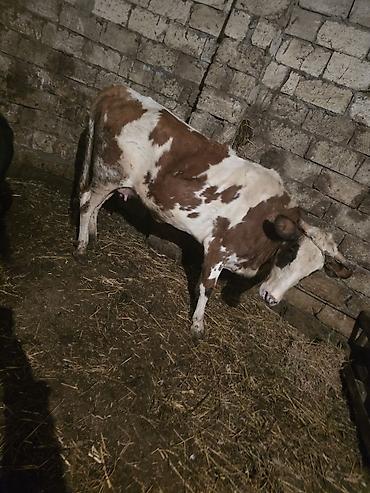 Inəklər, öküzlər: Heyvanlar satılır - Növ: iribuynuzlu mal-qara - Şəkillərdə iki baş — 2