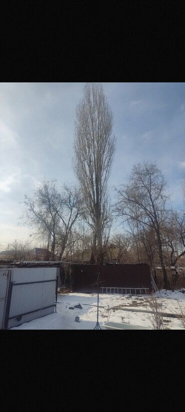 Находки, отдам даром: Бесплатно дерево 12-14 метров . Нужно спилить и забрать. город Кант