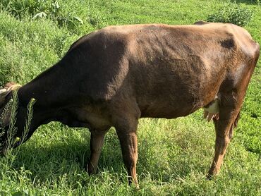 швец корова: Продаю | Корова (самка) | Алатауская | Для молока | После отела