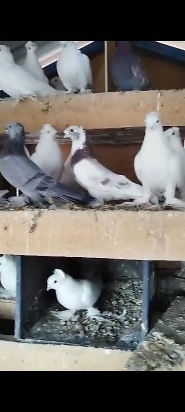 Птицы: Племенных голубей старопородный — 6