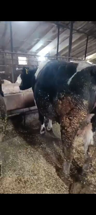 Inəklər, öküzlər: Salam aleykum super 2 dene iney diler cüt 6400 diyilir razılaşmaq olar — 4