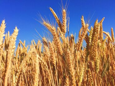 keto genetic цена: Продаю тритикале (кормовой аналог пшеницы)