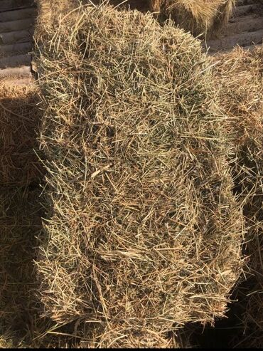 где купить кукурузу для попкорна в бишкеке: Срочно Тюк сатылат, былтыркы. 1300 шт бар. Биринчи чабык. Сосновка